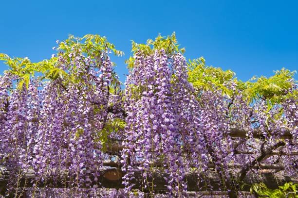 istock Wisteria trellis Flowers in Full Bloom 1483283396