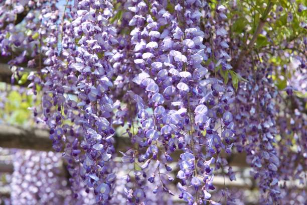 istock Wisteria trellis Flowers in Full Bloom 1483283493