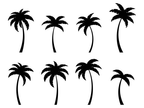 Black curved palm trees set isolated on white background. Bent palm silhouettes. Design of palm trees for posters, banners and promotional items. Vector illustration Black curved palm trees set isolated on white background. Bent palm silhouettes. Design of palm trees for posters, banners and promotional items. Vector illustration palm-tree stock illustrations