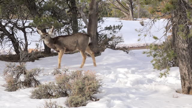 Mule deer foam in the forest of Grand Canyon National Park in winter with snow