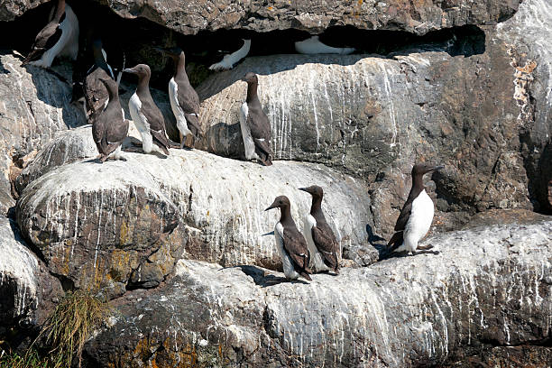 istock Brown white murres on the rocks at Resurrection Bay, Alaska. 148328627