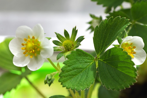 Growing strawberries on a windowsill in a flower pot. Growing plants at home. Strawberry blossom