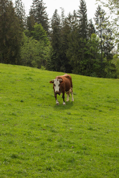istock cows domestic animals 1483286772