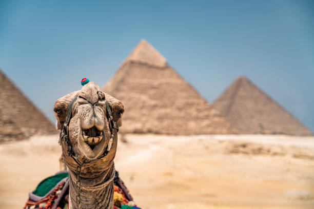 view of the great pyramid complex of giza with a camel resting in the sand, cairo, egypt - egypt camel pyramid shape pyramid imagens e fotografias de stock