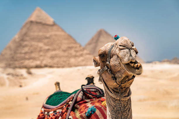 view of the great pyramid complex of giza with a camel resting in the sand, cairo, egypt - egypt camel pyramid shape pyramid imagens e fotografias de stock