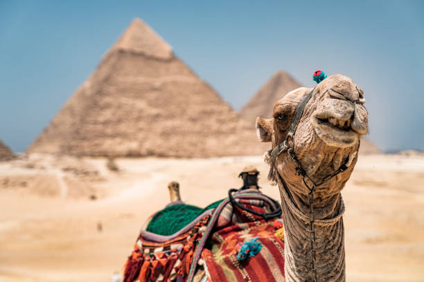 view of the great pyramid complex of giza with a camel resting in the sand, cairo, egypt - egypt camel pyramid shape pyramid imagens e fotografias de stock