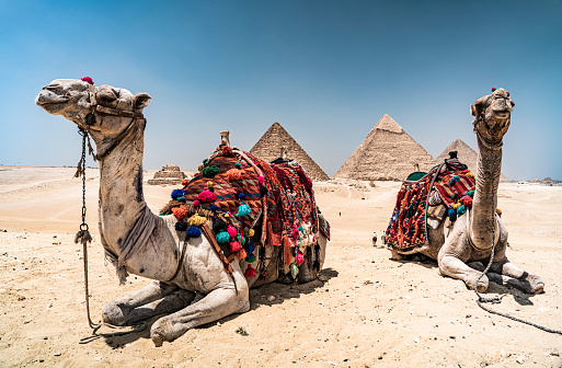 Two colored camel resting in front of the pyramids.