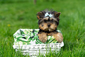 A little Yorkshire Terrier Puppy Sitting in a white wicker basket on Green Grass. Cute dog. Copy space for text