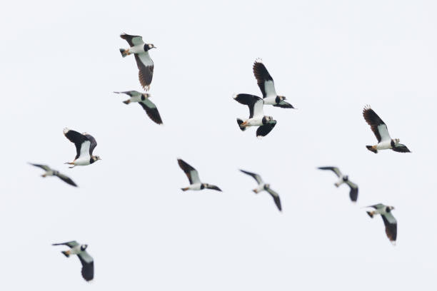 istock group of isolated lapwings (vanellus vanellus) in flight 1483288682