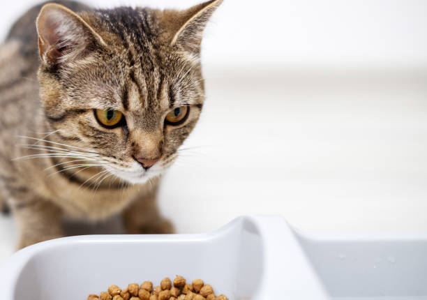 istock tabby cat eat dry food from bowl,kitchen floor 1483290197