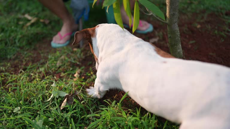 Little dog digging hole having fun in yard