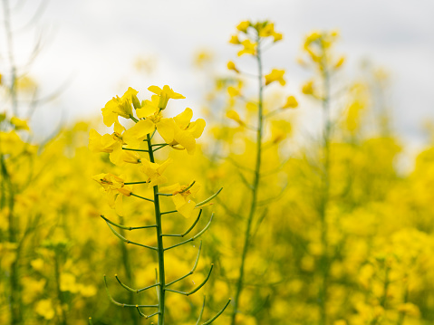 selective focus of rapeseed blossoms (Brassica napus) in a canola field with blurred background - also known as rape or oilseed rape
