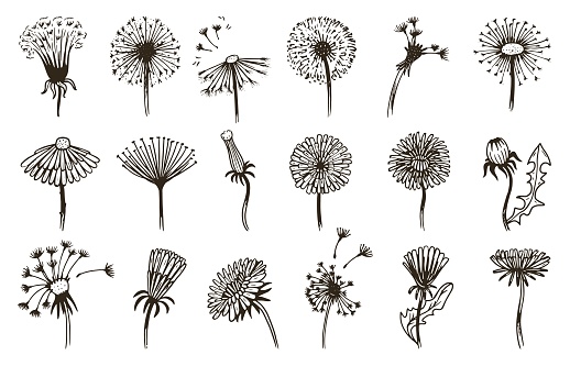 Flowers dandelion sketch, vintage doodle dandelions seeds fly. Hand drawn floral graphic, abstract summer spring art blossom neoteric vector elements of dandelion vintage flower sketch illustration
