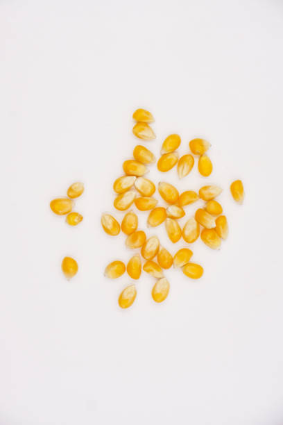 Gluten free organic kernels for popcorn