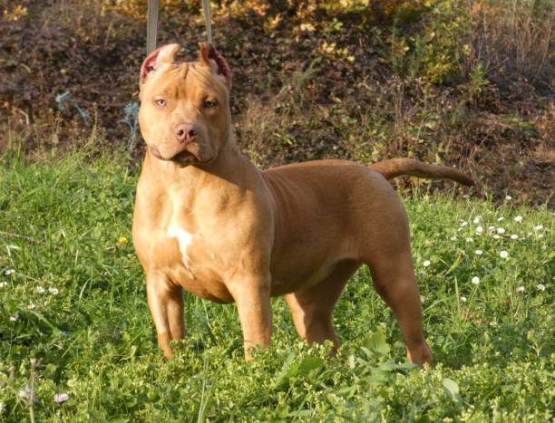 Dog American Bully Kennel  - Raisa american pit bull terrier stock pictures, royalty-free photos & images