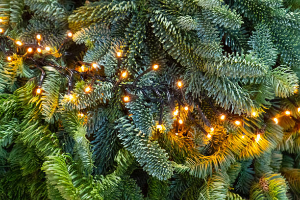 istock Decorated Christmas Tree, Golden Christmas Decorations, Shiny Garland on Green Branches, Blurred Background 1483294364