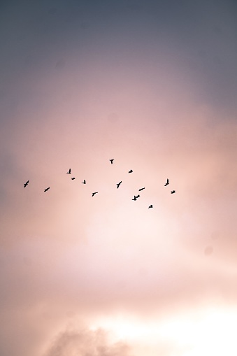 A vertical shot of a majestic flock of birds soaring through a dreamy orange-tinted sky at sunset
