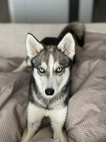 Small husky of the Alaskan Klee Kai breed is sleeping closeup. Beautiful dog with blue eyes concept