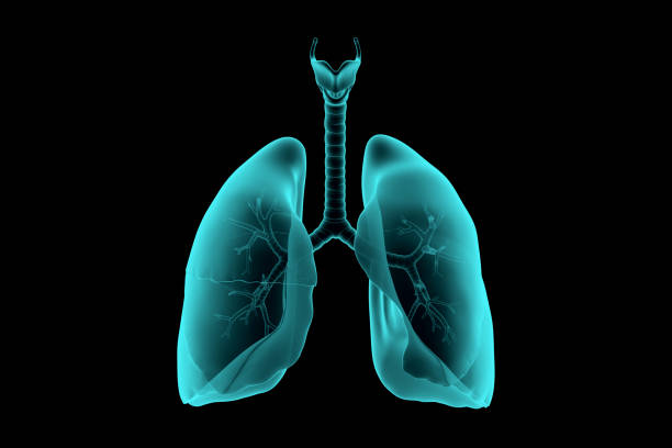 istock 3d illustration of human lungs x-ray 1483296105