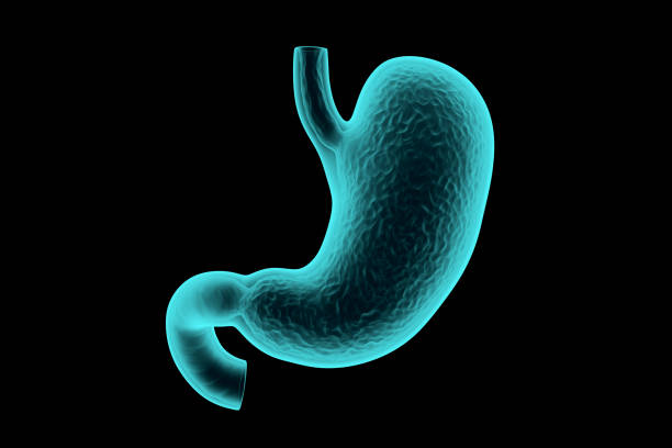 istock 3d illustration of human stomach x-ray 1483296109