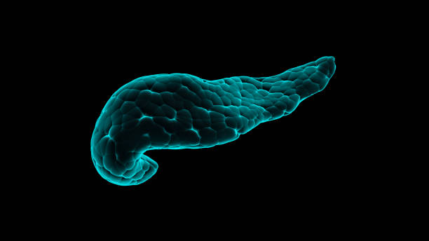 istock 3d illustration of human pancreas x-ray 1483296119