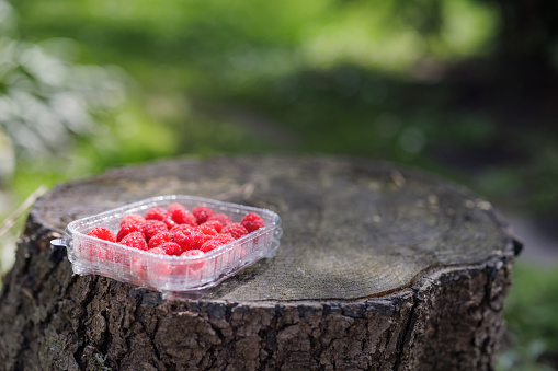 Recyclable transparent PET (polyethylene terephthalate) packaging with fresh raspberries. Photographed outdoors with shallow depth of focus.