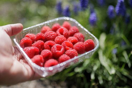 Recyclable transparent PET (polyethylene terephthalate) packaging with fresh raspberries. Photographed outdoors with shallow depth of focus.