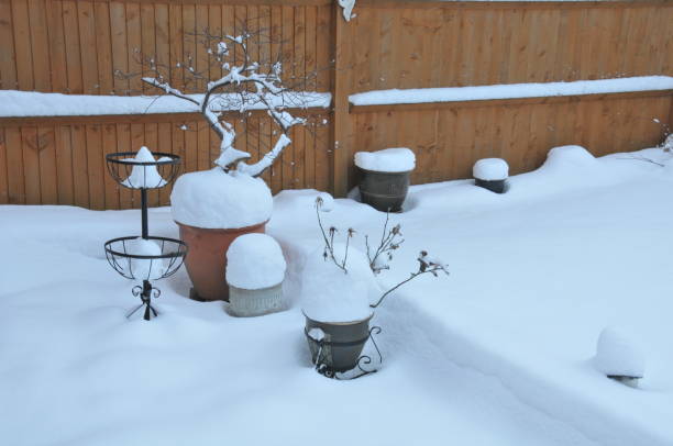 istock Snow covered English garden in winter. 1483298093