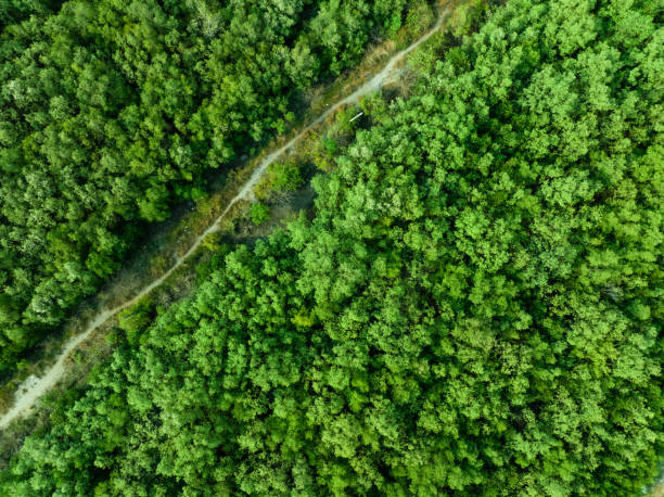 Aerial top view of green forest and forest trail. Drone view of green trees captures CO2. Green trees background for carbon neutrality and net zero emissions concept. Sustainable green environment. stock photo