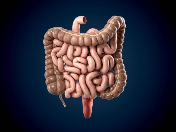 istock 3d illustration of human intestine 1483298757