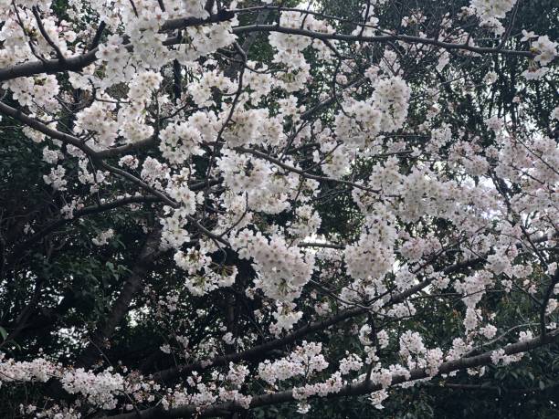 istock Scenery of Japan 1483300288