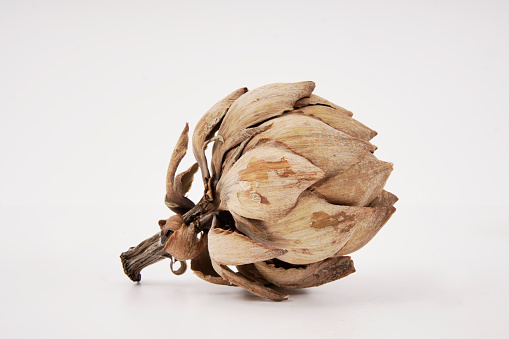 dehydrated and dried artichoke on white background
