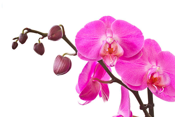 istock sprig of purple phalaenopsis 148330111