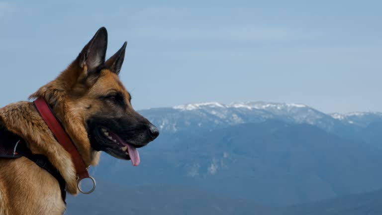 Happy German Shepherd sits on hill and enjoys views of nature. In distance snowy peaks of the Caucasus Mountain Reserve. Concept of dog traveler. Pet on hike, side view Close up portrait.