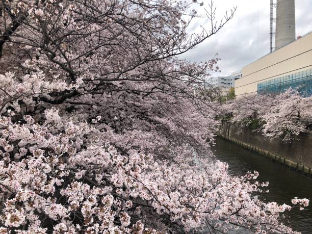 istock Scenery of Japan 1483302260