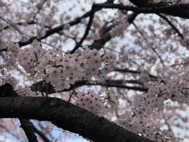 istock Scenery of Japan 1483302262