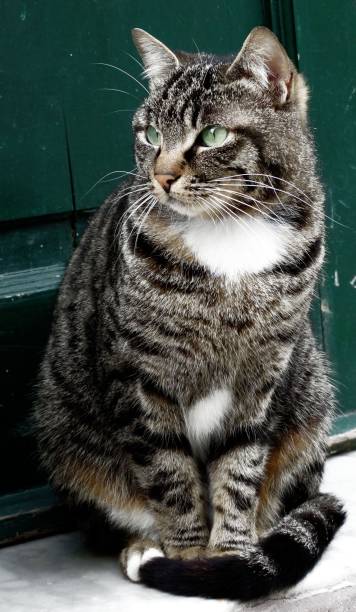 istock Cat waiting for food 1483303361