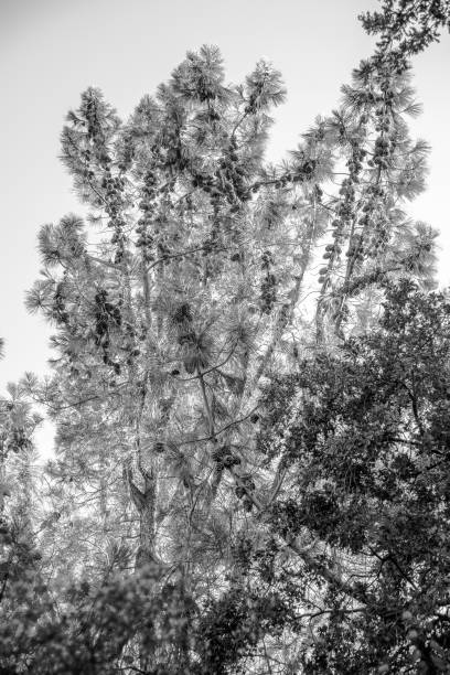 istock Arboretum Tour in Davis 1483303385
