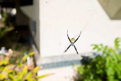 Macro closeup of a large yellow and black garden spider hanging on a web on the front of a house in tropical Hawaii.