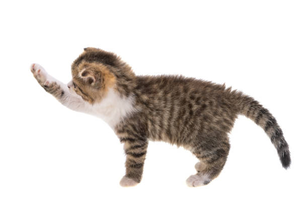 kitten isolated stock photo