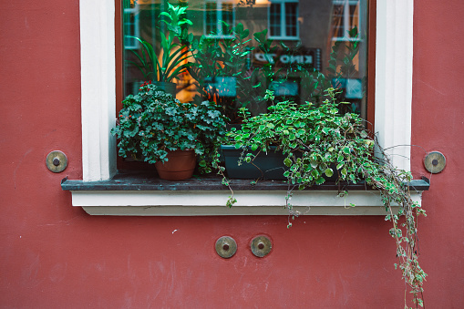 Detail of a wooden window with flower pot and tree plant. High quality photo