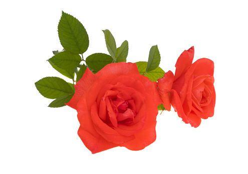 A red rose with green leaves against a white background