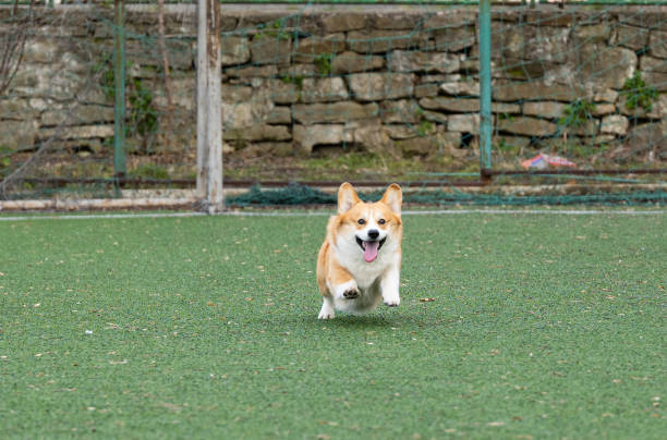 istock welsh corgi in motion during the game 1483311334