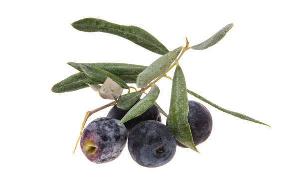 istock branch with olives isolated 1483311416