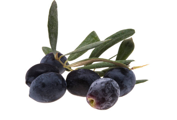 istock branch with olives isolated 1483311426