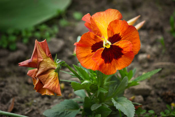orange pansies flowers close-up growing in the garden