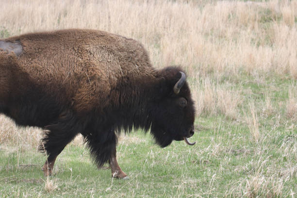 istock Plains Bison (buffalo) with it's tongue hanging out as it walks through a meadow 1483312269