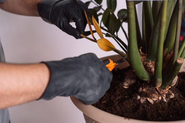 istock Transplanting a home plant zamiokulkas and cutting off old branches 1483312659