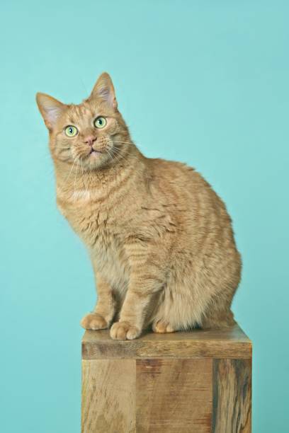 istock Cute tabby cat sitting on wooden column and looking funny at camera.. Vertical image. 1483313465