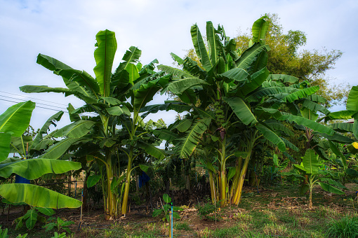 An orderly plantation of banana trees helps to prevent soil erosion.